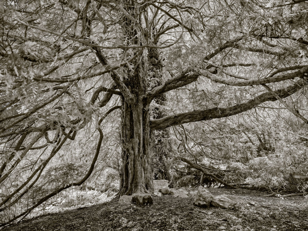 Eibenbaum, Naturdenkmal am Gut Burwinkel, Mettmann 2025